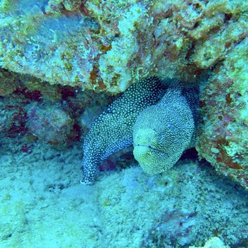 Seasport Divers - Eel - Scuba Diving Near Me - Koloa, Hawaii Seasport Divers - Eel - Scuba Diving Near Me - Koloa, Hawaii