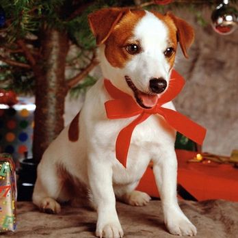 Karma Dog Training - Pet Training Near Me Karma Dog Training - Pet Training Near Me
