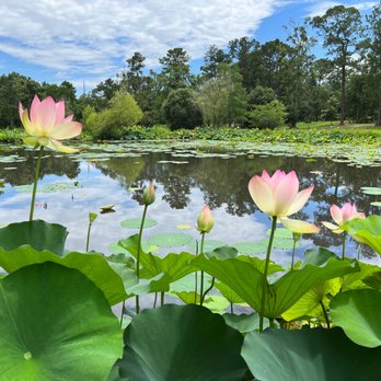 Mobile Japanese Garden - Lotus - Botanical Gardens Near Me - Mobile, Alabama Mobile Japanese Garden - Lotus - Botanical Gardens Near Me - Mobile, Alabama