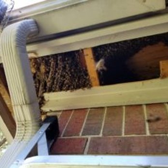 Bee Man Dan - Bee Man Dan - Pest Control Near Me