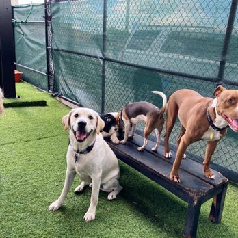 Fit & Go Pets - Daycare squad - Dog Walkers Near Me - Miami, Florida Fit & Go Pets - Daycare squad - Dog Walkers Near Me - Miami, Florida