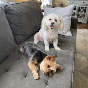 Furside Pet Spa - Pet Groomers Near Me - Atlanta, Georgia