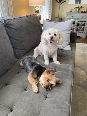 Furside East Atlanta Pet Grooming by null