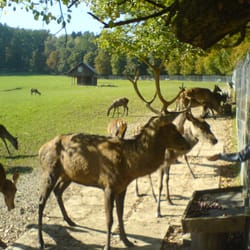 Wildpark Möhnesee