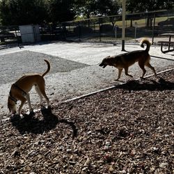 King Farm Dog Park - Big dog time