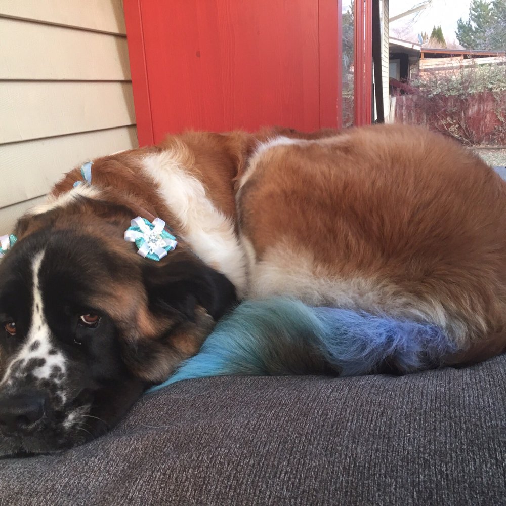 The Dog Zone - Frozen themed done by Tiger at the dog zone:) - Pet Groomers Near Me - Sandy, Utah The Dog Zone - Frozen themed done by Tiger at the dog zone:) - Pet Groomers Near Me - Sandy, Utah