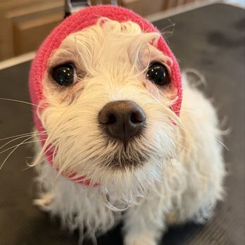 Comfy Pups Spa - Pet Groomers Near Me