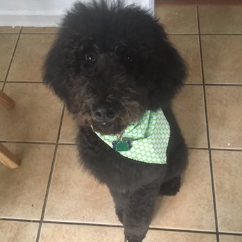 Furst Love Pet Spa - Pip's haircut! - Pet Groomers Near Me - Chesapeake, Virginia Furst Love Pet Spa - Pip's haircut! - Pet Groomers Near Me - Chesapeake, Virginia
