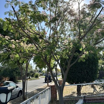 Millan Tree Service - General Contractors Near Me