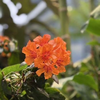 Amazon Spheres - Botanical Gardens Near Me - Seattle, Washington Amazon Spheres - Botanical Gardens Near Me - Seattle, Washington