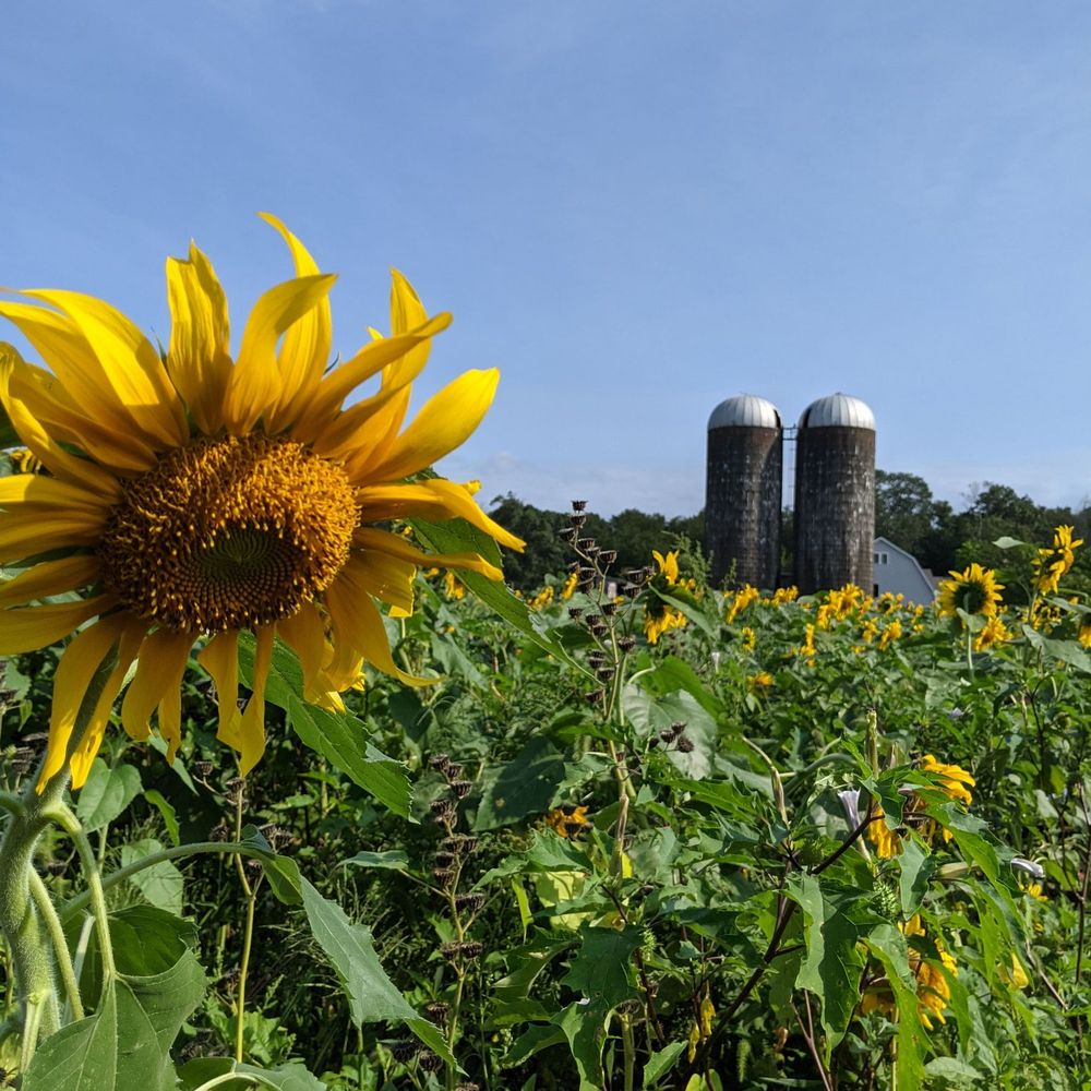 Sunflower fest 2021