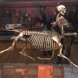 The Barnum Museum - Skeleton of a centaur