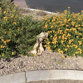 Trestle Managment Group - More trash and landscape debris in the common area. - Property Management Near Me - Mesa, Arizona