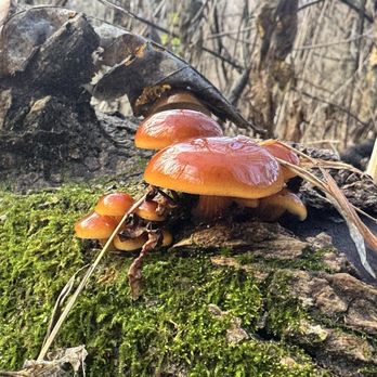 Peebles Island State Park - Mushroom hunting is part of my favorite things to do on hikes. - Hiking Near Me - Waterford, New York Peebles Island State Park - Mushroom hunting is part of my favorite things to do on hikes. - Hiking Near Me - Waterford, New York