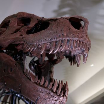 Field Museum - Trex Sue - Museums Near Me - Chicago, Illinois Field Museum - Trex Sue - Museums Near Me - Chicago, Illinois