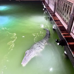 The Gatorrre The Gatorrre