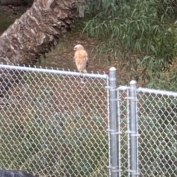 Vista Fence - A baby Red Tail Hawk resting on the top of the fence where the wall it attached to became irregular. - Fences & Gates Near Me - Vista, California Vista Fence - A baby Red Tail Hawk resting on the top of the fence where the wall it attached to became irregular. - Fences & Gates Near Me - Vista, California