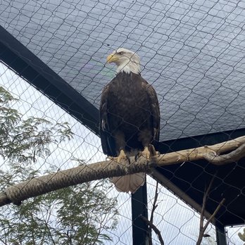 Phoenix Zoo - Eagle - Zoos Near Me - Phoenix, Arizona Phoenix Zoo - Eagle - Zoos Near Me - Phoenix, Arizona