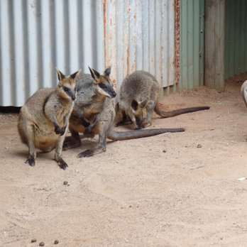 Featherdale Wildlife Park - Wallabies - Parks Near Me - Doonside, NSW Featherdale Wildlife Park - Wallabies - Parks Near Me - Doonside, NSW
