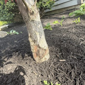 Versatile Landscapers - Ants ate the reddish areas of the knot of my Japanese maple. - Landscaping Near Me - Reynoldsburg, Ohio Versatile Landscapers - Ants ate the reddish areas of the knot of my Japanese maple. - Landscaping Near Me - Reynoldsburg, Ohio