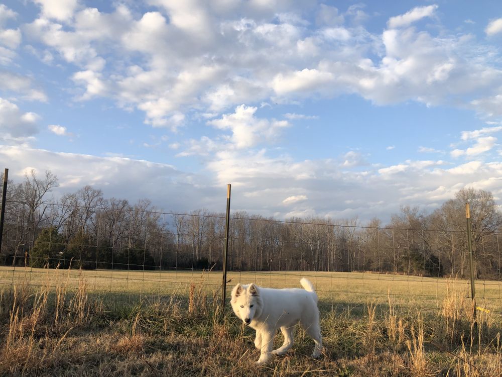 Happy Pup Dog Boarding Image