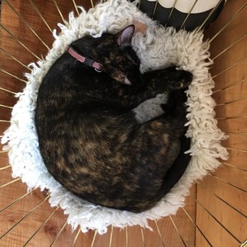 NEKO: A Cat Cafe - Trixie 3 - Themed Cafes Near Me - Seattle, Washington