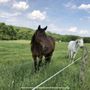 Photo of Ridge Meadow Horse Farm