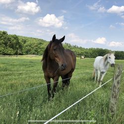 Ridge Meadow Horse Farm