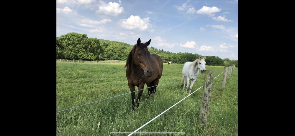 Ridge Meadow Horse Farm Logo