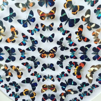 Bishop Museum - Moths - Museums Near Me - Honolulu, Hawaii