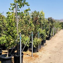 Camarillo Nursery - Trees