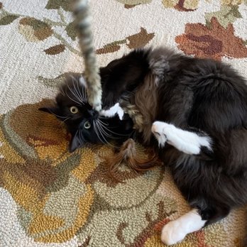 Pine Lake Pet Sitting - Oscar frolicking with his fuzzy feather wand - Pet Sitting Near Me - Sammamish, Washington