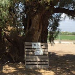 San Xavier Co-op Farm - Help reduce your allergies by adding local honey to your diet!