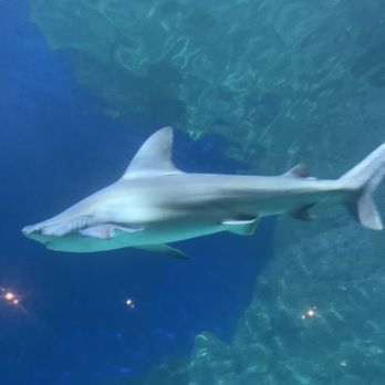 Downtown Aquarium - Museums Near Me - Denver, Colorado Downtown Aquarium - Museums Near Me - Denver, Colorado