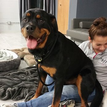 My BFF Resort - Pet Sitting Near Me - Johnston, Rhode Island My BFF Resort - Pet Sitting Near Me - Johnston, Rhode Island