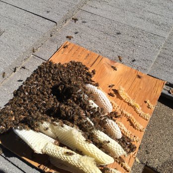 Budget Bee Services - Pest Control Near Me - Granada Hills, California Budget Bee Services - Pest Control Near Me - Granada Hills, California