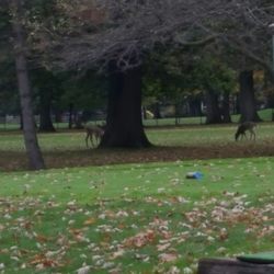 South Toledo Golf Club & Dome - My deer friends on number nine fairway at South Toledo Golf Club waiting for the golfers to join me.
