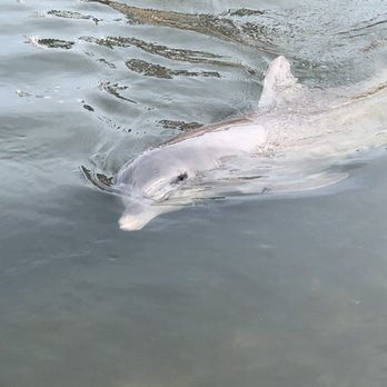 Dolphin Research Center - Tours Near Me - Marathon, Florida Dolphin Research Center - Tours Near Me - Marathon, Florida