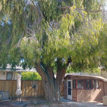 AAA Tree Service Inc - Before - Tree Services Near Me
