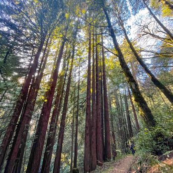 Mount Madonna County Park - Mount Madonna Meadow Trail Loop - Parks Near Me - Watsonville, California