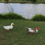 Photo of Bradfield Park
