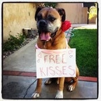 Creative Pet Care - Valentine's Day Ad For Free Duke Kisses. - Dog Walkers Near Me Creative Pet Care - Valentine's Day Ad For Free Duke Kisses. - Dog Walkers Near Me