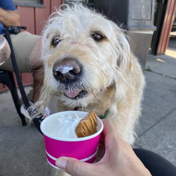 Golden Guernsey Ice Cream - My dog loved his pup cup - Ice Cream & Frozen Yogurt Near Me - Oneonta, New York