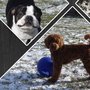 Photo of Diamond Creek Pet Retreat and Canine Sports Center