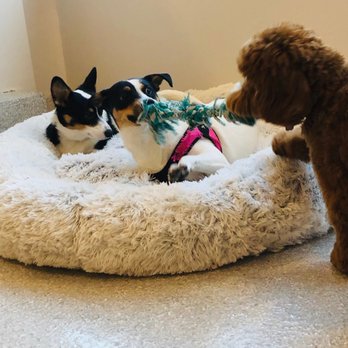 Dozo Dog - Tug of war with her neighbor but that's one of her bestest besties! - Pet Groomers Near Me - Astoria, New York Dozo Dog - Tug of war with her neighbor but that's one of her bestest besties! - Pet Groomers Near Me - Astoria, New York