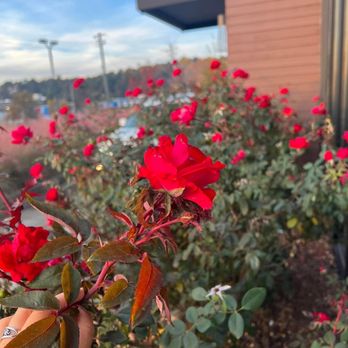 Starbucks - a person's hand holding a red rose - Coffee & Tea Near Me - Augusta, Georgia Starbucks - a person's hand holding a red rose - Coffee & Tea Near Me - Augusta, Georgia