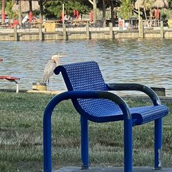 "The Island" restaurant can be seen behind the heron.