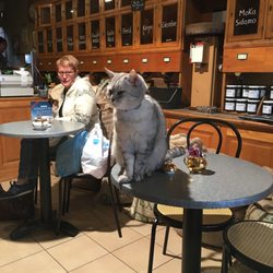 Les Rois Mages - Not the owner.