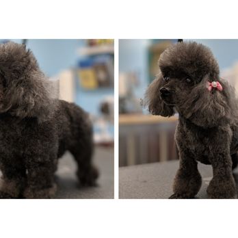 Stylin Paws - Pet Groomers Near Me - Des Moines, Iowa