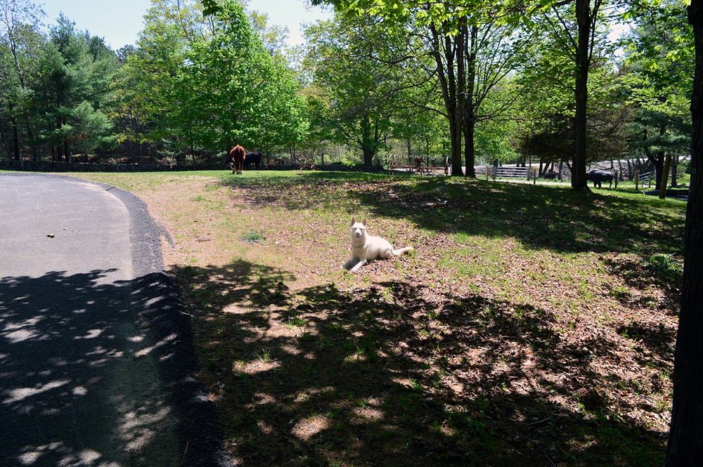 BEST BUDDY DOG TRAINING Updated July 2024 80 Lake St, Plainfield